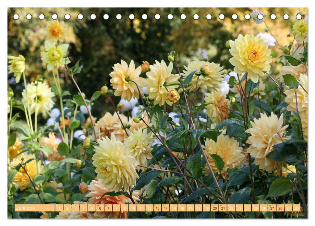 Weitere Ansicht: Dahlienglück (Tischkalender 2026 DIN A5 quer), CALVENDO Monatskalender | Gisela Kruse, Calvendo
