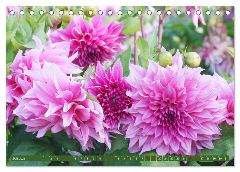 Weitere Ansicht: Dahlienglück (Tischkalender 2026 DIN A5 quer), CALVENDO Monatskalender | Gisela Kruse, Calvendo