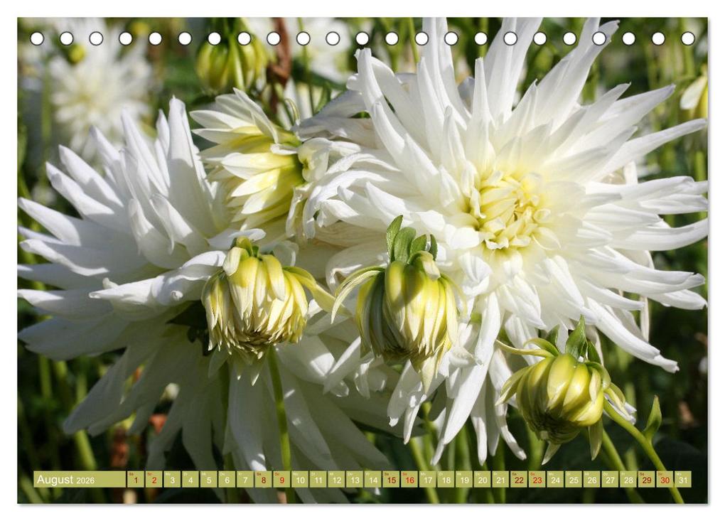 Weitere Ansicht: Dahlienglück (Tischkalender 2026 DIN A5 quer), CALVENDO Monatskalender | Gisela Kruse, Calvendo