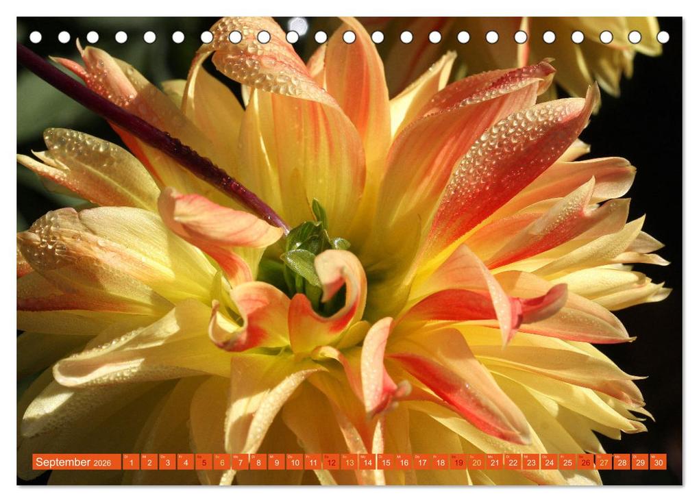 Weitere Ansicht: Dahlienglück (Tischkalender 2026 DIN A5 quer), CALVENDO Monatskalender | Gisela Kruse, Calvendo