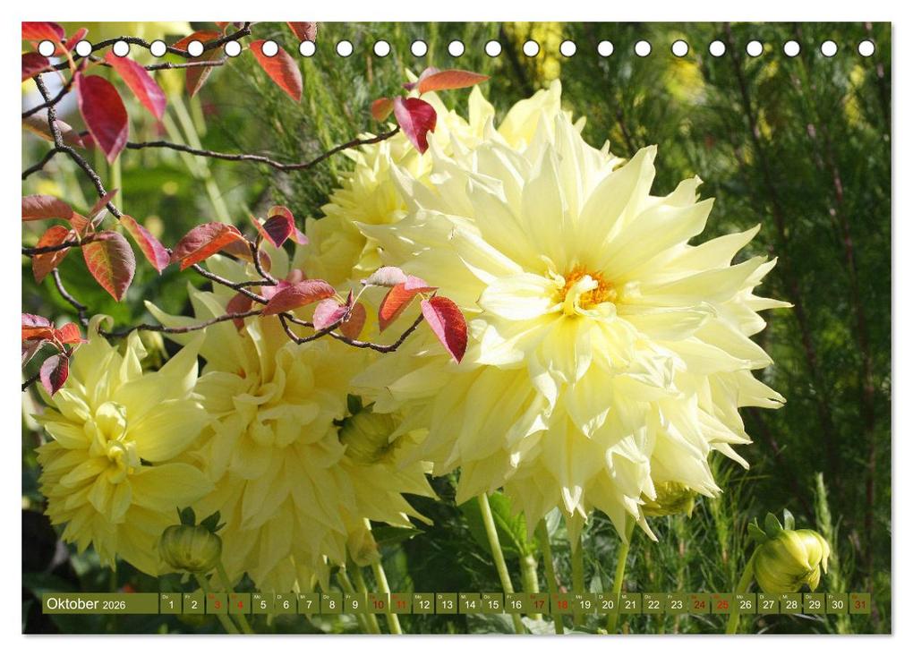 Weitere Ansicht: Dahlienglück (Tischkalender 2026 DIN A5 quer), CALVENDO Monatskalender | Gisela Kruse, Calvendo