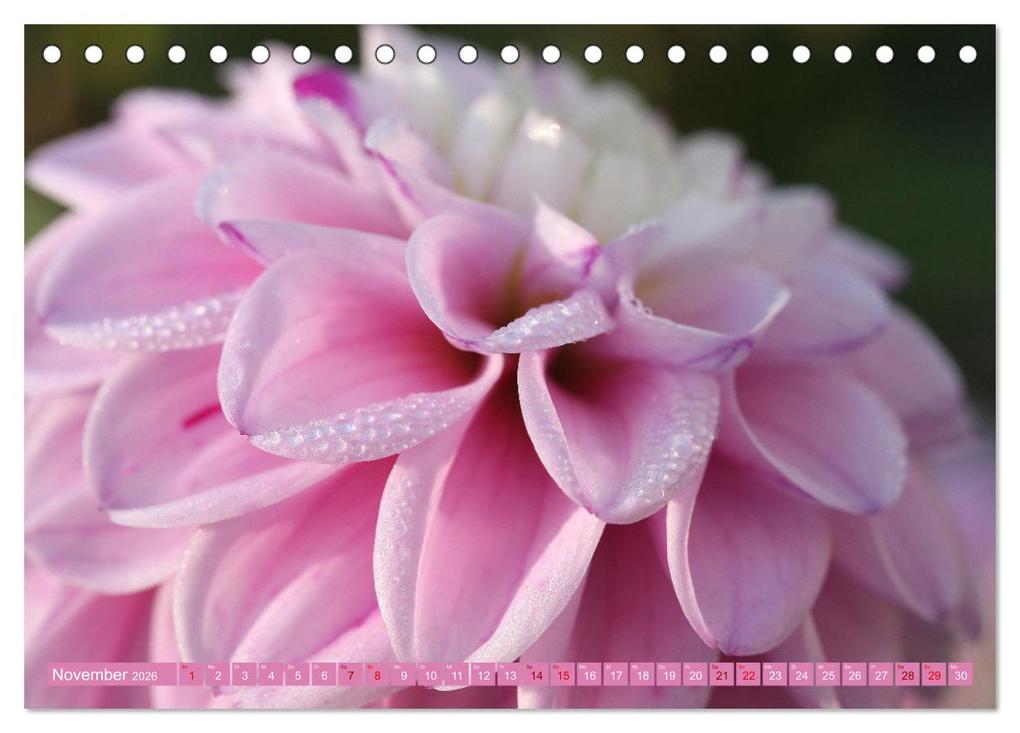 Weitere Ansicht: Dahlienglück (Tischkalender 2026 DIN A5 quer), CALVENDO Monatskalender | Gisela Kruse, Calvendo