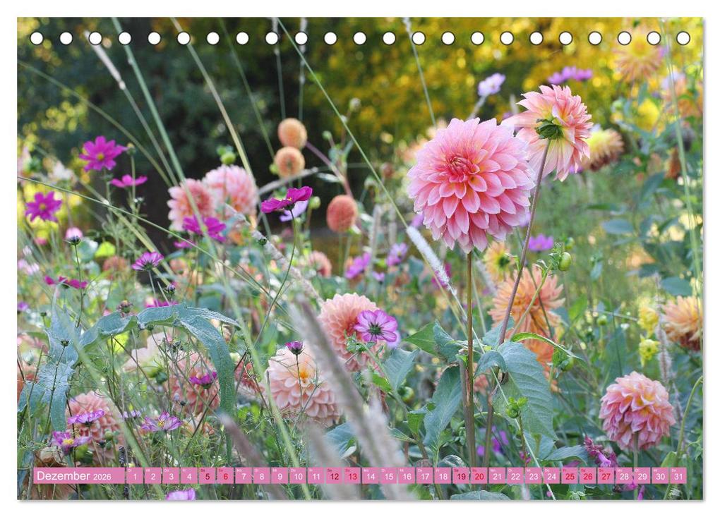 Weitere Ansicht: Dahlienglück (Tischkalender 2026 DIN A5 quer), CALVENDO Monatskalender | Gisela Kruse, Calvendo