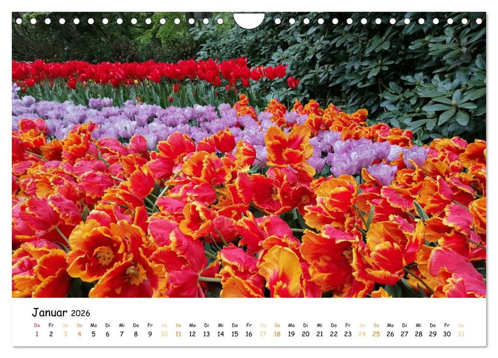 Weitere Ansicht: Auf Tour im Land der Tulpen (Wandkalender 2026 DIN A4 quer), CALVENDO Monatskalender | Sarafina Glockenblume, Calvendo