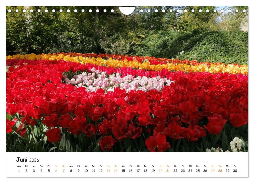 Weitere Ansicht: Auf Tour im Land der Tulpen (Wandkalender 2026 DIN A4 quer), CALVENDO Monatskalender | Sarafina Glockenblume, Calvendo