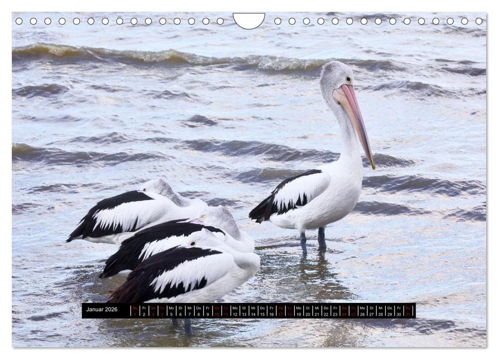 Weitere Ansicht: Faszination Australien - Welt der Vögel (Wandkalender 2026 DIN A4 quer), CALVENDO Monatskalender | Holm Anders, Calvendo