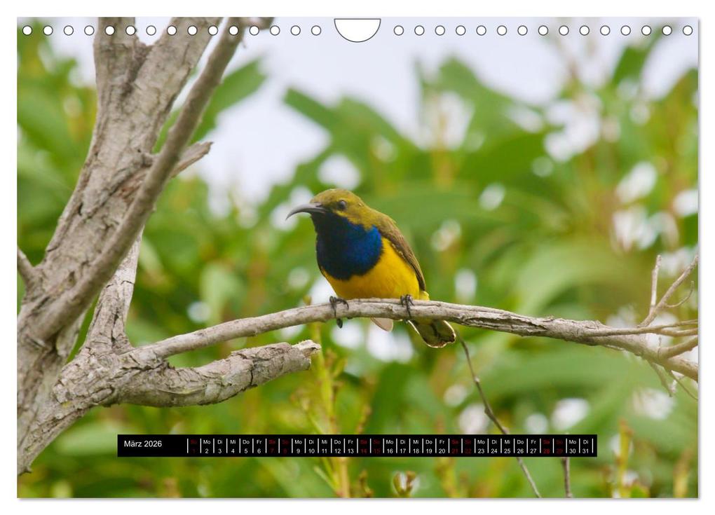 Weitere Ansicht: Faszination Australien - Welt der Vögel (Wandkalender 2026 DIN A4 quer), CALVENDO Monatskalender | Holm Anders, Calvendo