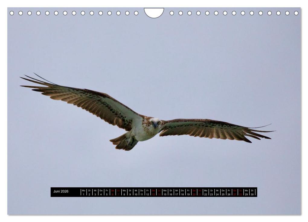 Weitere Ansicht: Faszination Australien - Welt der Vögel (Wandkalender 2026 DIN A4 quer), CALVENDO Monatskalender | Holm Anders, Calvendo