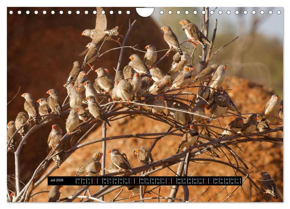 Weitere Ansicht: Faszination Australien - Welt der Vögel (Wandkalender 2026 DIN A4 quer), CALVENDO Monatskalender | Holm Anders, Calvendo