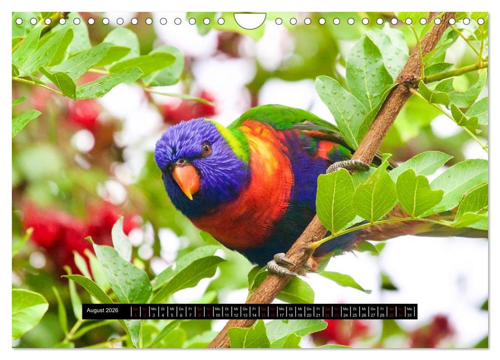 Weitere Ansicht: Faszination Australien - Welt der Vögel (Wandkalender 2026 DIN A4 quer), CALVENDO Monatskalender | Holm Anders, Calvendo