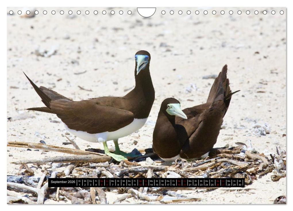 Weitere Ansicht: Faszination Australien - Welt der Vögel (Wandkalender 2026 DIN A4 quer), CALVENDO Monatskalender | Holm Anders, Calvendo