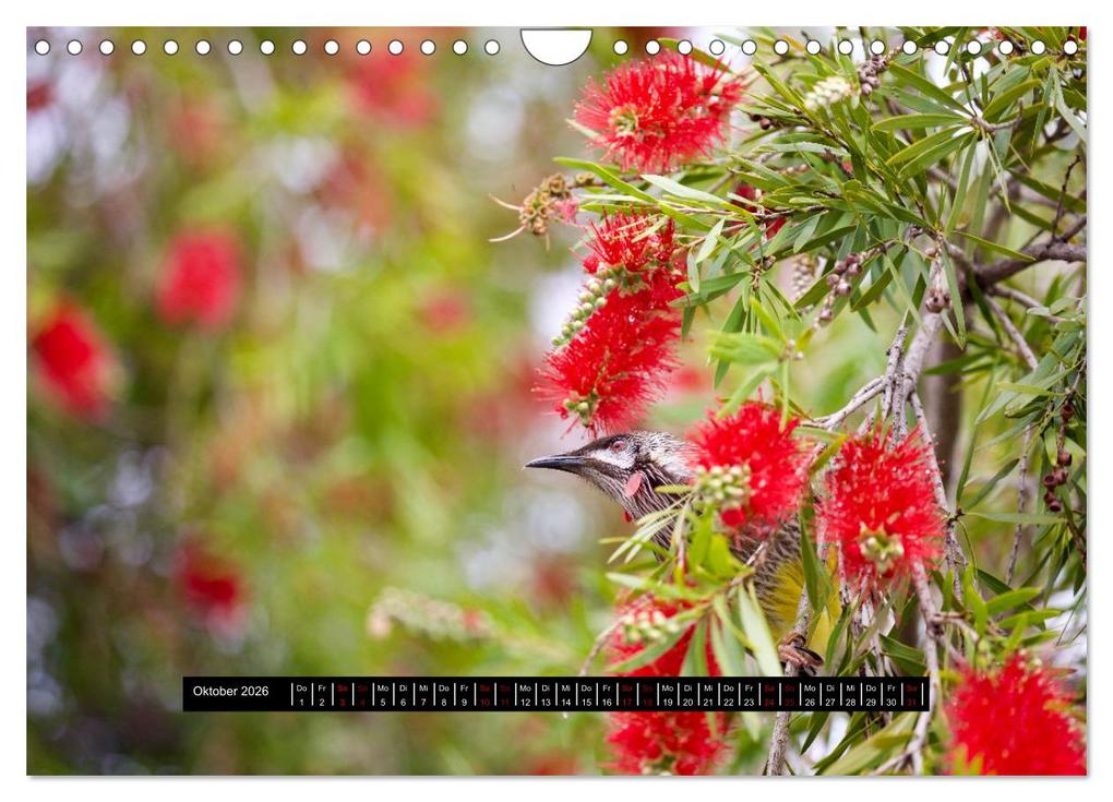 Weitere Ansicht: Faszination Australien - Welt der Vögel (Wandkalender 2026 DIN A4 quer), CALVENDO Monatskalender | Holm Anders, Calvendo