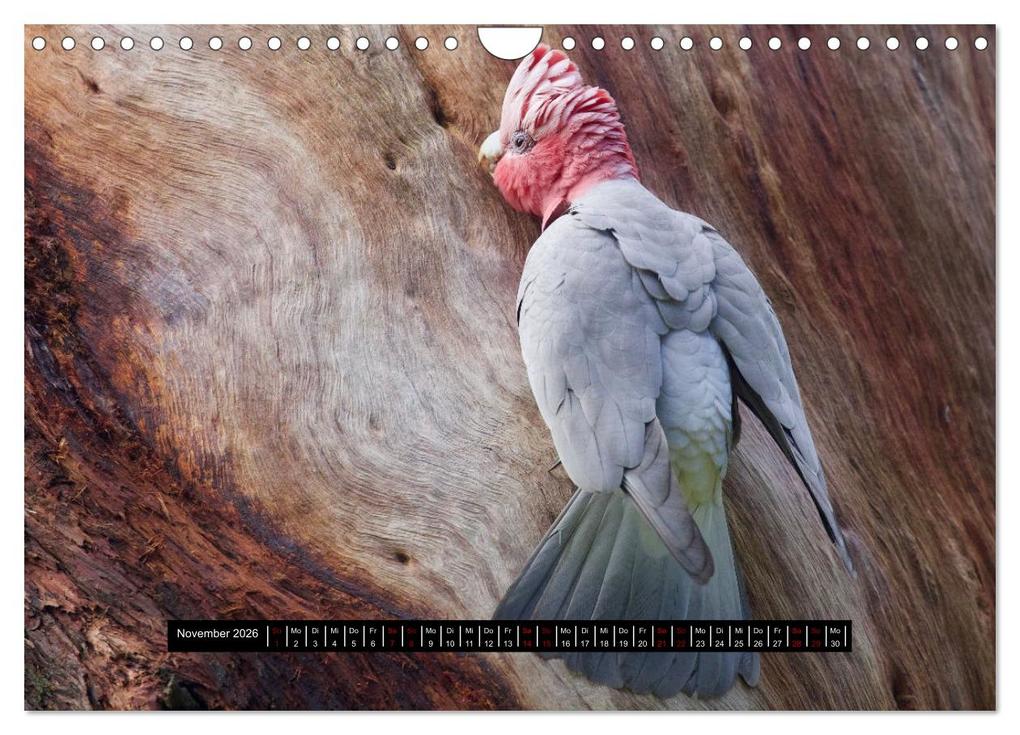 Weitere Ansicht: Faszination Australien - Welt der Vögel (Wandkalender 2026 DIN A4 quer), CALVENDO Monatskalender | Holm Anders, Calvendo