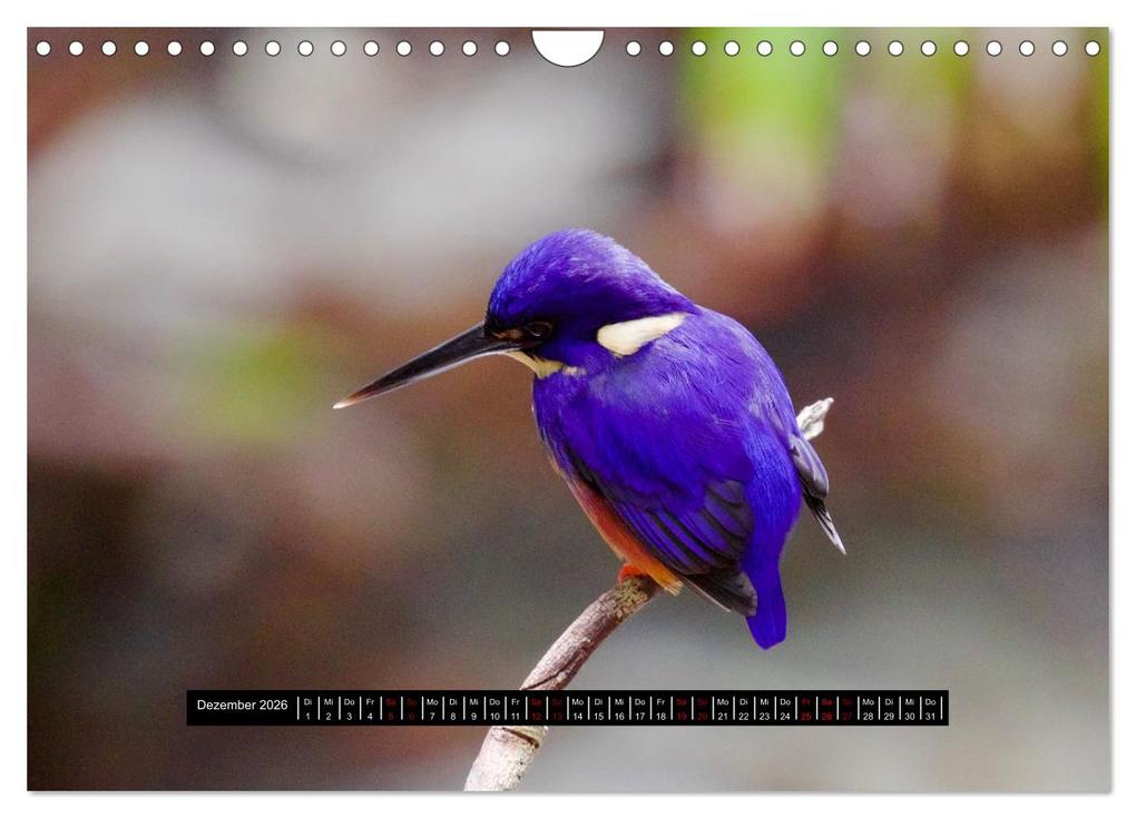 Weitere Ansicht: Faszination Australien - Welt der Vögel (Wandkalender 2026 DIN A4 quer), CALVENDO Monatskalender | Holm Anders, Calvendo