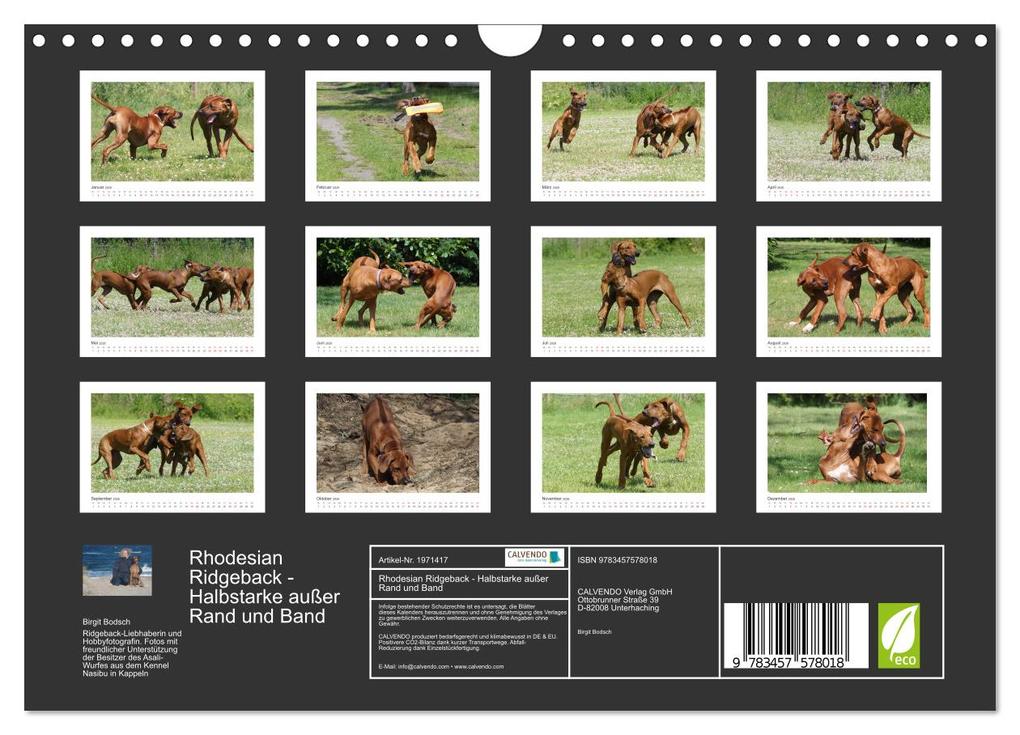 Weitere Ansicht: Rhodesian Ridgeback - Halbstarke außer Rand und Band (Wandkalender 2026 DIN A4 quer), CALVENDO Monatskalender | Calvendo, Birgit Bodsch