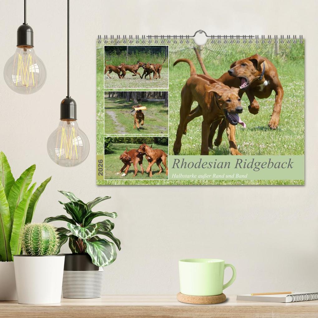 Weitere Ansicht: Rhodesian Ridgeback - Halbstarke außer Rand und Band (Wandkalender 2026 DIN A4 quer), CALVENDO Monatskalender | Calvendo, Birgit Bodsch