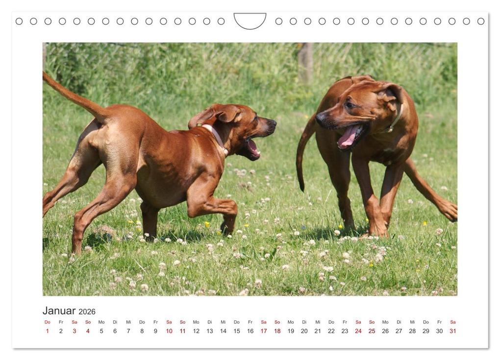 Weitere Ansicht: Rhodesian Ridgeback - Halbstarke außer Rand und Band (Wandkalender 2026 DIN A4 quer), CALVENDO Monatskalender | Calvendo, Birgit Bodsch
