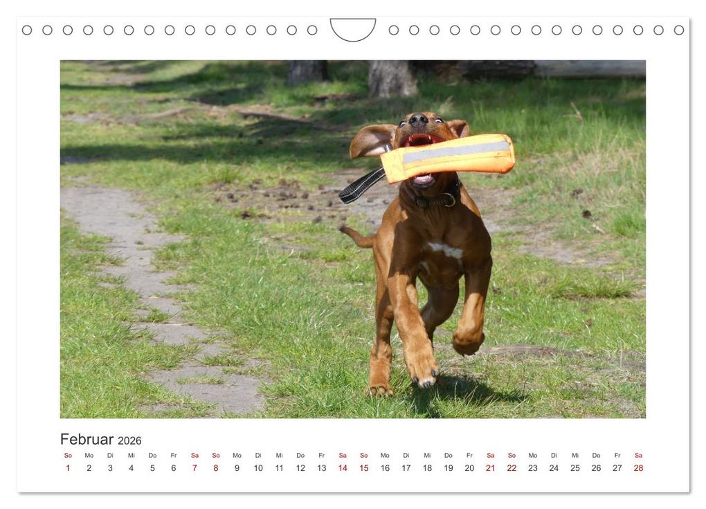 Weitere Ansicht: Rhodesian Ridgeback - Halbstarke außer Rand und Band (Wandkalender 2026 DIN A4 quer), CALVENDO Monatskalender | Calvendo, Birgit Bodsch