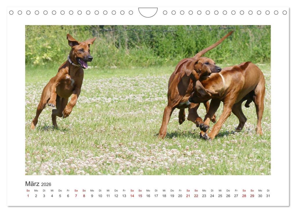 Weitere Ansicht: Rhodesian Ridgeback - Halbstarke außer Rand und Band (Wandkalender 2026 DIN A4 quer), CALVENDO Monatskalender | Calvendo, Birgit Bodsch