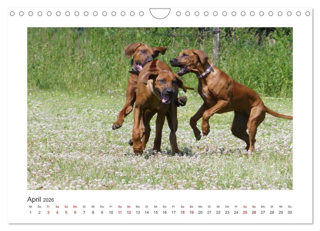 Weitere Ansicht: Rhodesian Ridgeback - Halbstarke außer Rand und Band (Wandkalender 2026 DIN A4 quer), CALVENDO Monatskalender | Calvendo, Birgit Bodsch