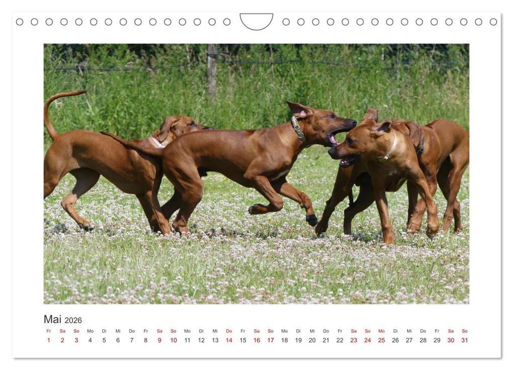Weitere Ansicht: Rhodesian Ridgeback - Halbstarke außer Rand und Band (Wandkalender 2026 DIN A4 quer), CALVENDO Monatskalender | Calvendo, Birgit Bodsch