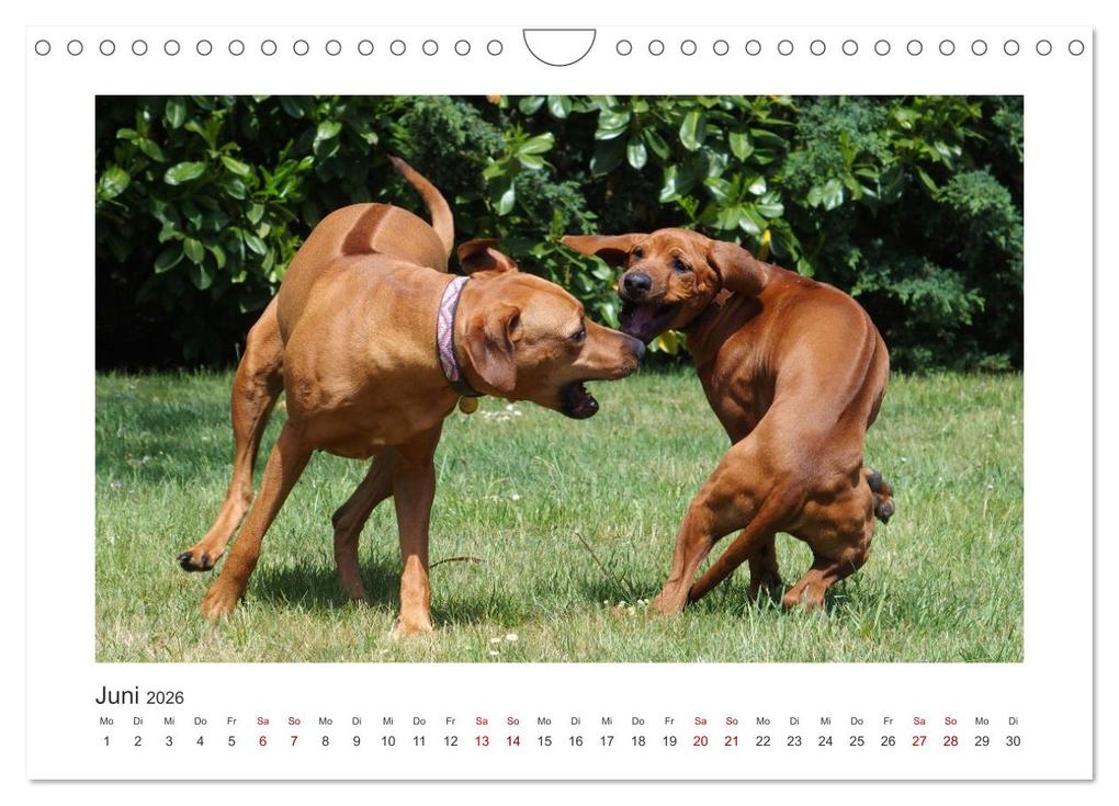Weitere Ansicht: Rhodesian Ridgeback - Halbstarke außer Rand und Band (Wandkalender 2026 DIN A4 quer), CALVENDO Monatskalender | Calvendo, Birgit Bodsch