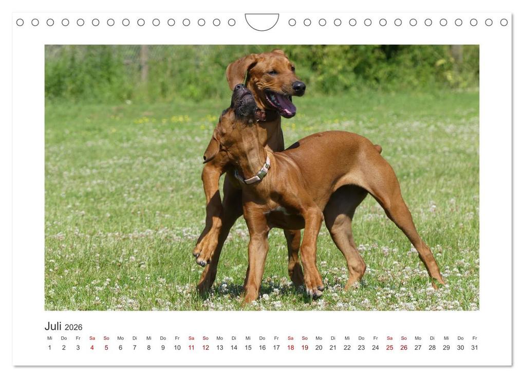 Weitere Ansicht: Rhodesian Ridgeback - Halbstarke außer Rand und Band (Wandkalender 2026 DIN A4 quer), CALVENDO Monatskalender | Calvendo, Birgit Bodsch