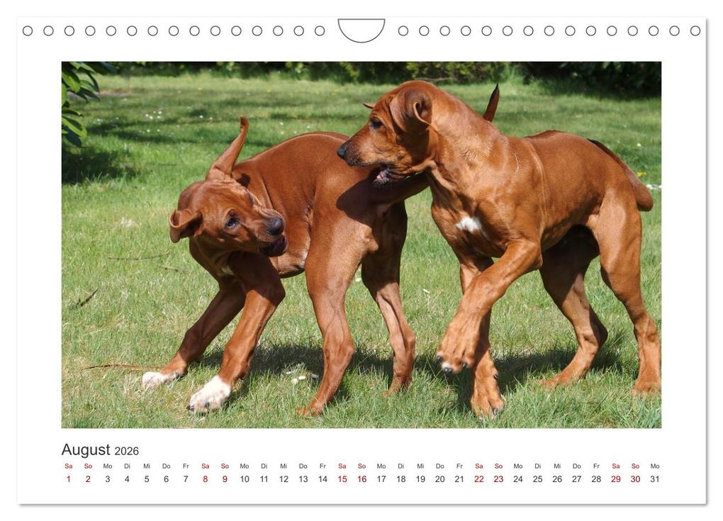 Weitere Ansicht: Rhodesian Ridgeback - Halbstarke außer Rand und Band (Wandkalender 2026 DIN A4 quer), CALVENDO Monatskalender | Calvendo, Birgit Bodsch