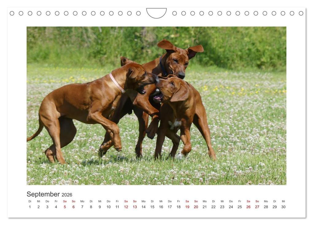 Weitere Ansicht: Rhodesian Ridgeback - Halbstarke außer Rand und Band (Wandkalender 2026 DIN A4 quer), CALVENDO Monatskalender | Calvendo, Birgit Bodsch