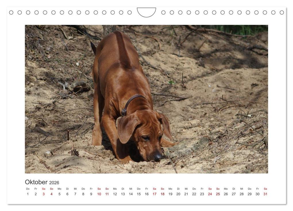 Weitere Ansicht: Rhodesian Ridgeback - Halbstarke außer Rand und Band (Wandkalender 2026 DIN A4 quer), CALVENDO Monatskalender | Calvendo, Birgit Bodsch
