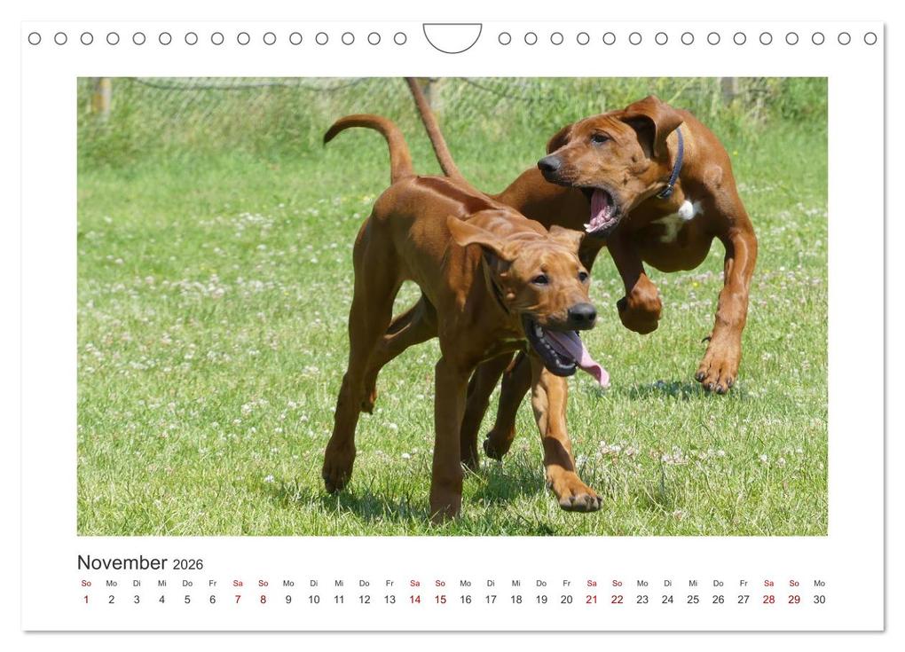 Weitere Ansicht: Rhodesian Ridgeback - Halbstarke außer Rand und Band (Wandkalender 2026 DIN A4 quer), CALVENDO Monatskalender | Calvendo, Birgit Bodsch