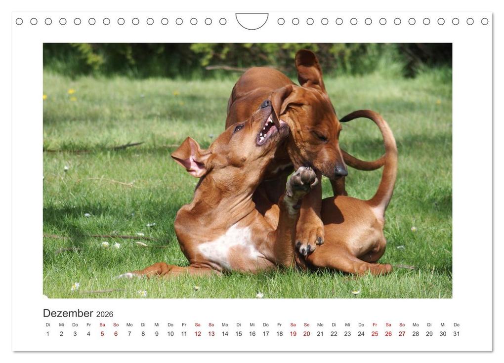 Weitere Ansicht: Rhodesian Ridgeback - Halbstarke außer Rand und Band (Wandkalender 2026 DIN A4 quer), CALVENDO Monatskalender | Calvendo, Birgit Bodsch