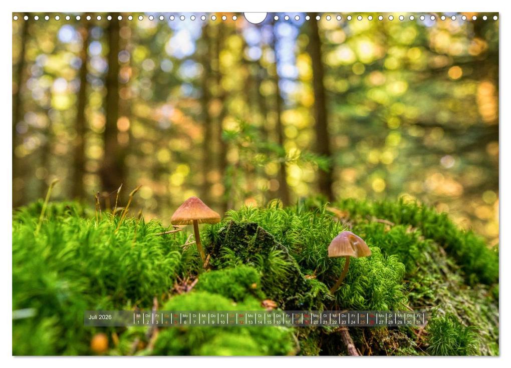 Weitere Ansicht: Vielfalt am Waldboden (Wandkalender 2026 DIN A3 quer), CALVENDO Monatskalender | Calvendo, Torsten Irmer