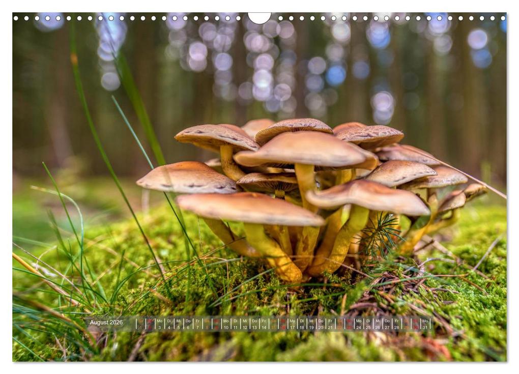 Weitere Ansicht: Vielfalt am Waldboden (Wandkalender 2026 DIN A3 quer), CALVENDO Monatskalender | Calvendo, Torsten Irmer