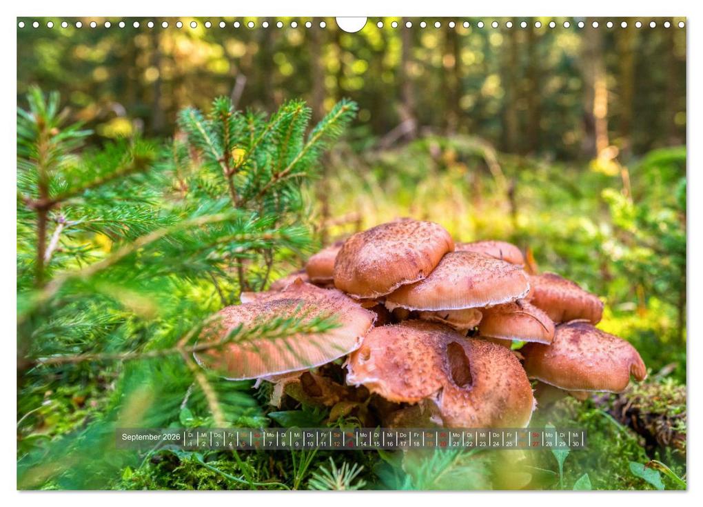 Weitere Ansicht: Vielfalt am Waldboden (Wandkalender 2026 DIN A3 quer), CALVENDO Monatskalender | Calvendo, Torsten Irmer