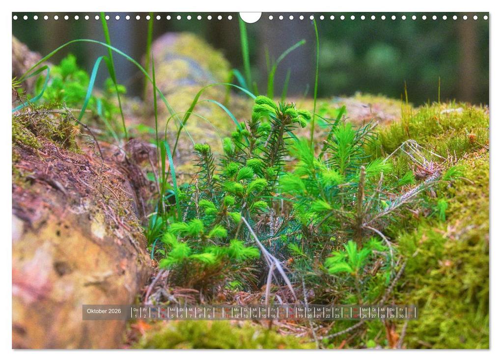 Weitere Ansicht: Vielfalt am Waldboden (Wandkalender 2026 DIN A3 quer), CALVENDO Monatskalender | Calvendo, Torsten Irmer