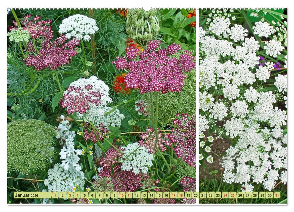 Weitere Ansicht: Farbenprächtige Stauden im Hermannshof in Weinheim (hochwertiger Premium Wandkalender 2026 DIN A2 quer), Kunstdruck in Hochglanz | Ilona Andersen, Calvendo