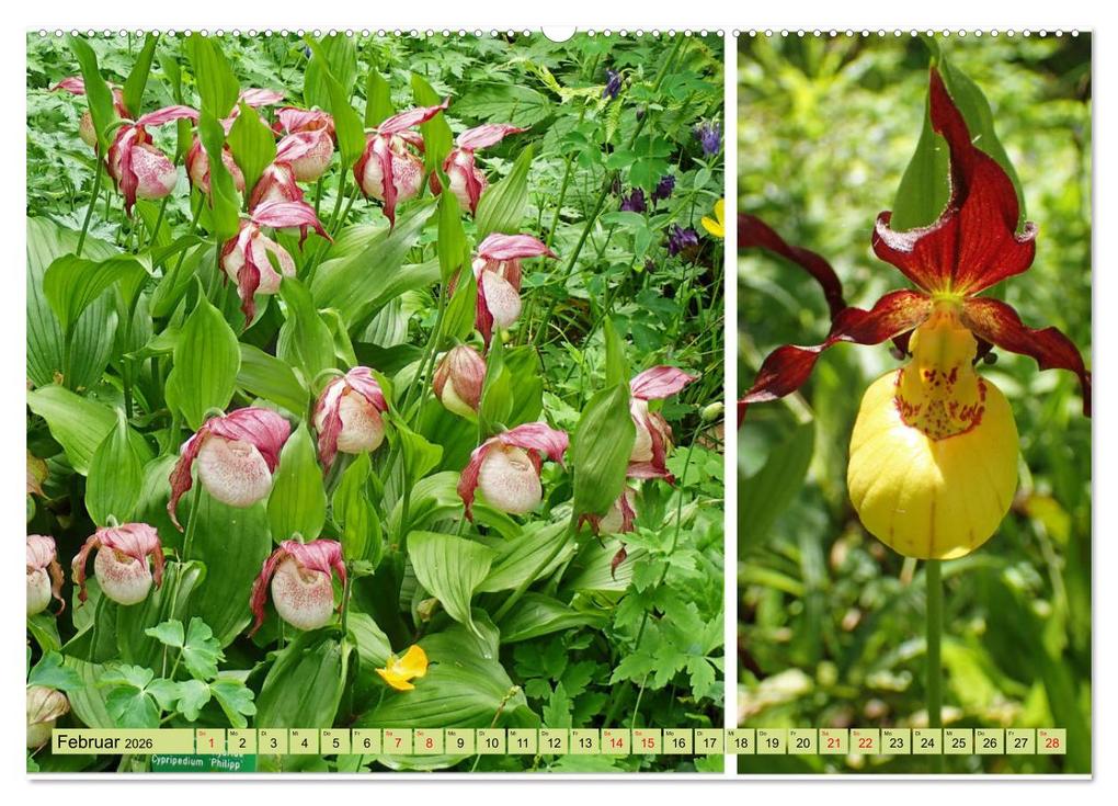 Weitere Ansicht: Farbenprächtige Stauden im Hermannshof in Weinheim (hochwertiger Premium Wandkalender 2026 DIN A2 quer), Kunstdruck in Hochglanz | Ilona Andersen, Calvendo