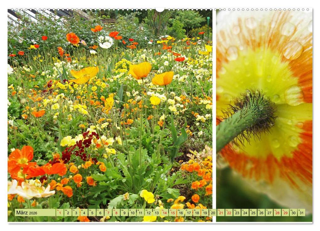 Weitere Ansicht: Farbenprächtige Stauden im Hermannshof in Weinheim (hochwertiger Premium Wandkalender 2026 DIN A2 quer), Kunstdruck in Hochglanz | Ilona Andersen, Calvendo