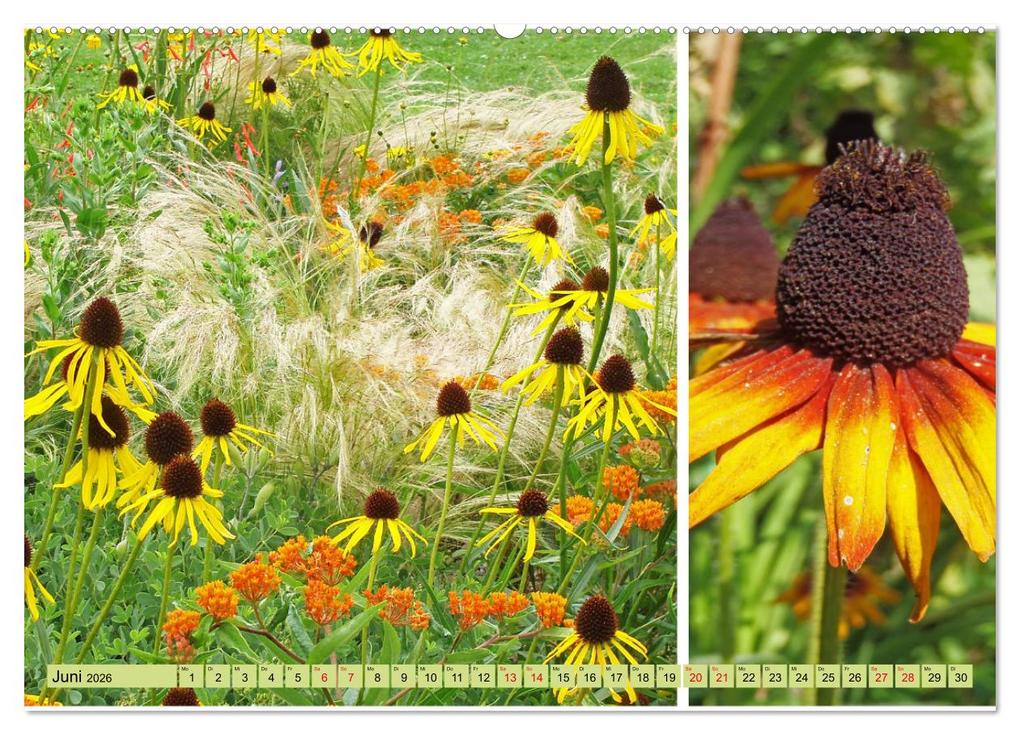 Weitere Ansicht: Farbenprächtige Stauden im Hermannshof in Weinheim (hochwertiger Premium Wandkalender 2026 DIN A2 quer), Kunstdruck in Hochglanz | Ilona Andersen, Calvendo