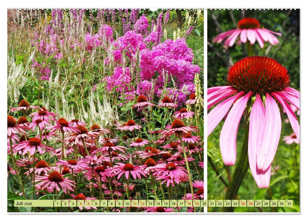 Weitere Ansicht: Farbenprächtige Stauden im Hermannshof in Weinheim (hochwertiger Premium Wandkalender 2026 DIN A2 quer), Kunstdruck in Hochglanz | Ilona Andersen, Calvendo