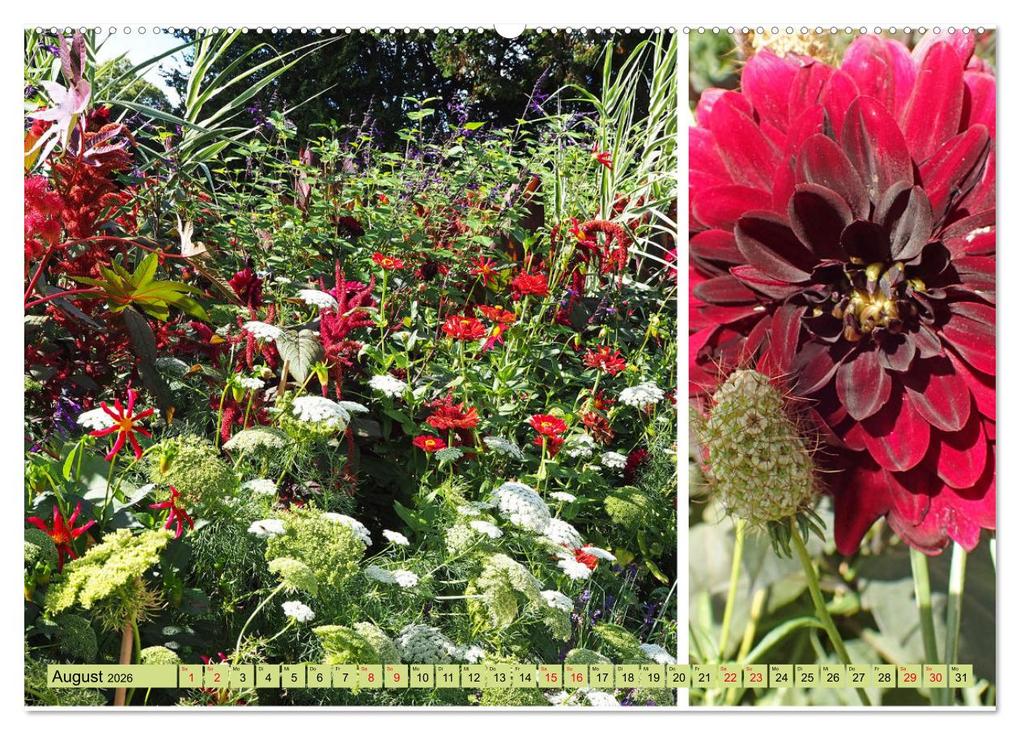 Weitere Ansicht: Farbenprächtige Stauden im Hermannshof in Weinheim (hochwertiger Premium Wandkalender 2026 DIN A2 quer), Kunstdruck in Hochglanz | Ilona Andersen, Calvendo