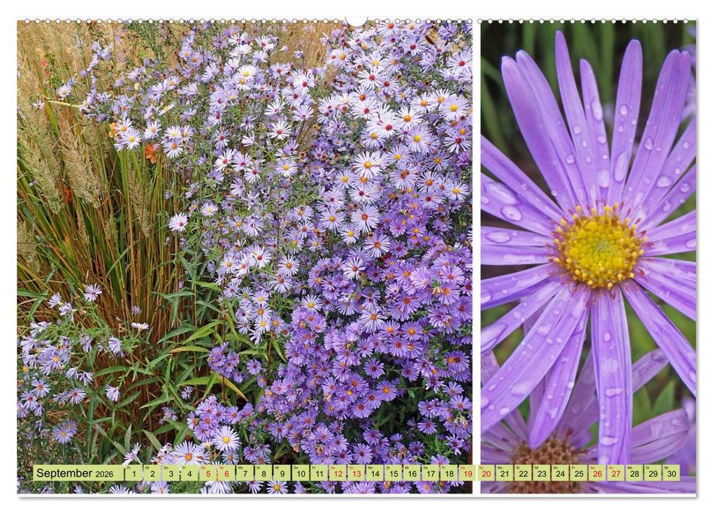 Weitere Ansicht: Farbenprächtige Stauden im Hermannshof in Weinheim (hochwertiger Premium Wandkalender 2026 DIN A2 quer), Kunstdruck in Hochglanz | Ilona Andersen, Calvendo