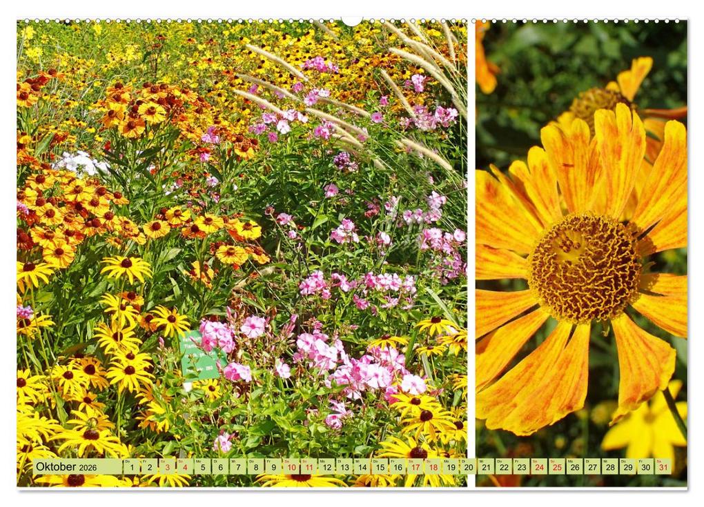 Weitere Ansicht: Farbenprächtige Stauden im Hermannshof in Weinheim (hochwertiger Premium Wandkalender 2026 DIN A2 quer), Kunstdruck in Hochglanz | Ilona Andersen, Calvendo