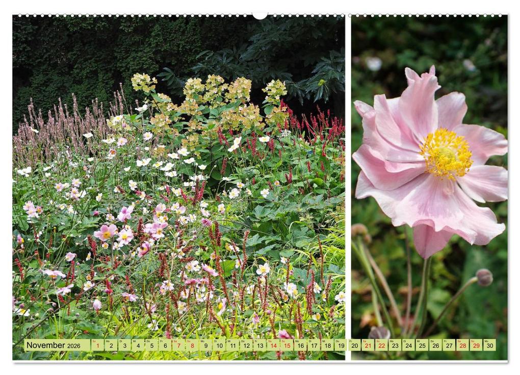 Weitere Ansicht: Farbenprächtige Stauden im Hermannshof in Weinheim (hochwertiger Premium Wandkalender 2026 DIN A2 quer), Kunstdruck in Hochglanz | Ilona Andersen, Calvendo
