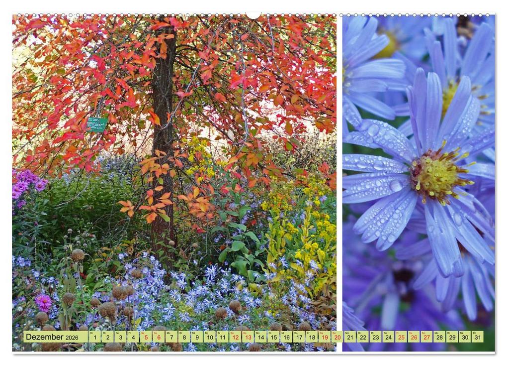 Weitere Ansicht: Farbenprächtige Stauden im Hermannshof in Weinheim (hochwertiger Premium Wandkalender 2026 DIN A2 quer), Kunstdruck in Hochglanz | Ilona Andersen, Calvendo
