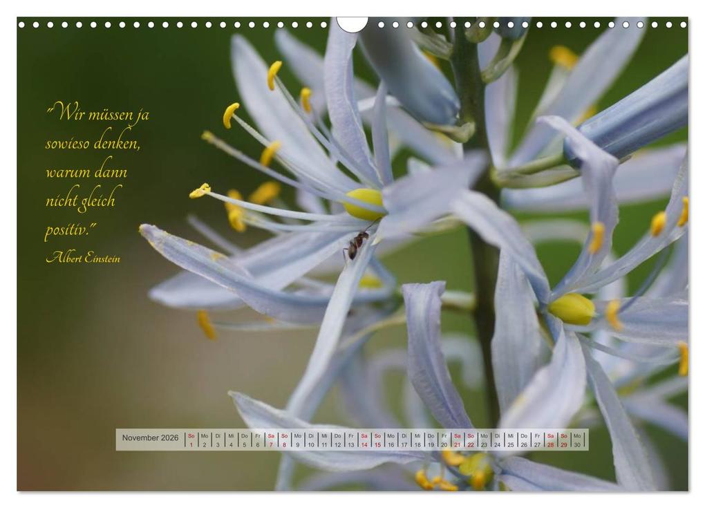 Weitere Ansicht: Motivierende Sprüche - gestärkt durch das Jahr (Wandkalender 2026 DIN A3 quer), CALVENDO Monatskalender | Beate Bussenius, Calvendo