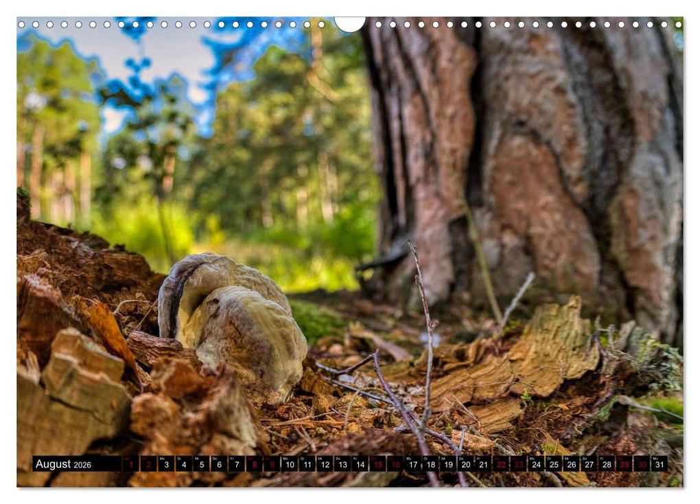 Weitere Ansicht: Im Thüringer Wald (Wandkalender 2026 DIN A3 quer), CALVENDO Monatskalender | Calvendo, Torsten Irmer