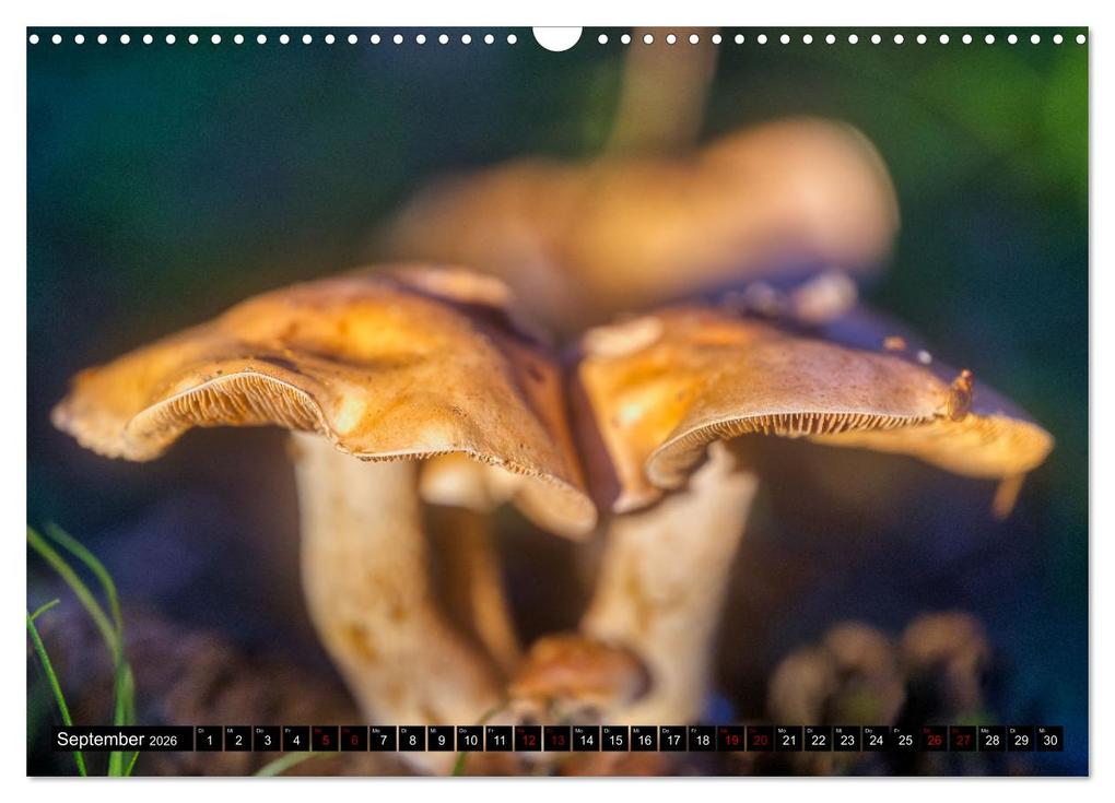 Weitere Ansicht: Im Thüringer Wald (Wandkalender 2026 DIN A3 quer), CALVENDO Monatskalender | Calvendo, Torsten Irmer