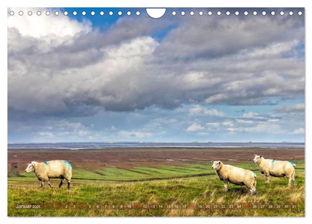Weitere Ansicht: Pellworm - Das Inselparadies (Wandkalender 2026 DIN A4 quer), CALVENDO Monatskalender | Calvendo, AkremaFotoArt, AkremaFotoArt AkremaFotoArt